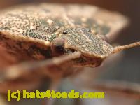 /home//u458753944/public_html/sourcegallery/////Insects and small critters/aphids cicadas lanternflies and true bugs (Hemiptera)/PC250036.JPG